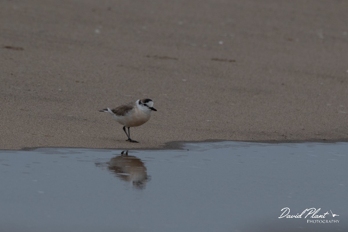DPPhotography - Namibia - White-fronted plover - J.jpg - White-fronted plover - Walvis Bay
