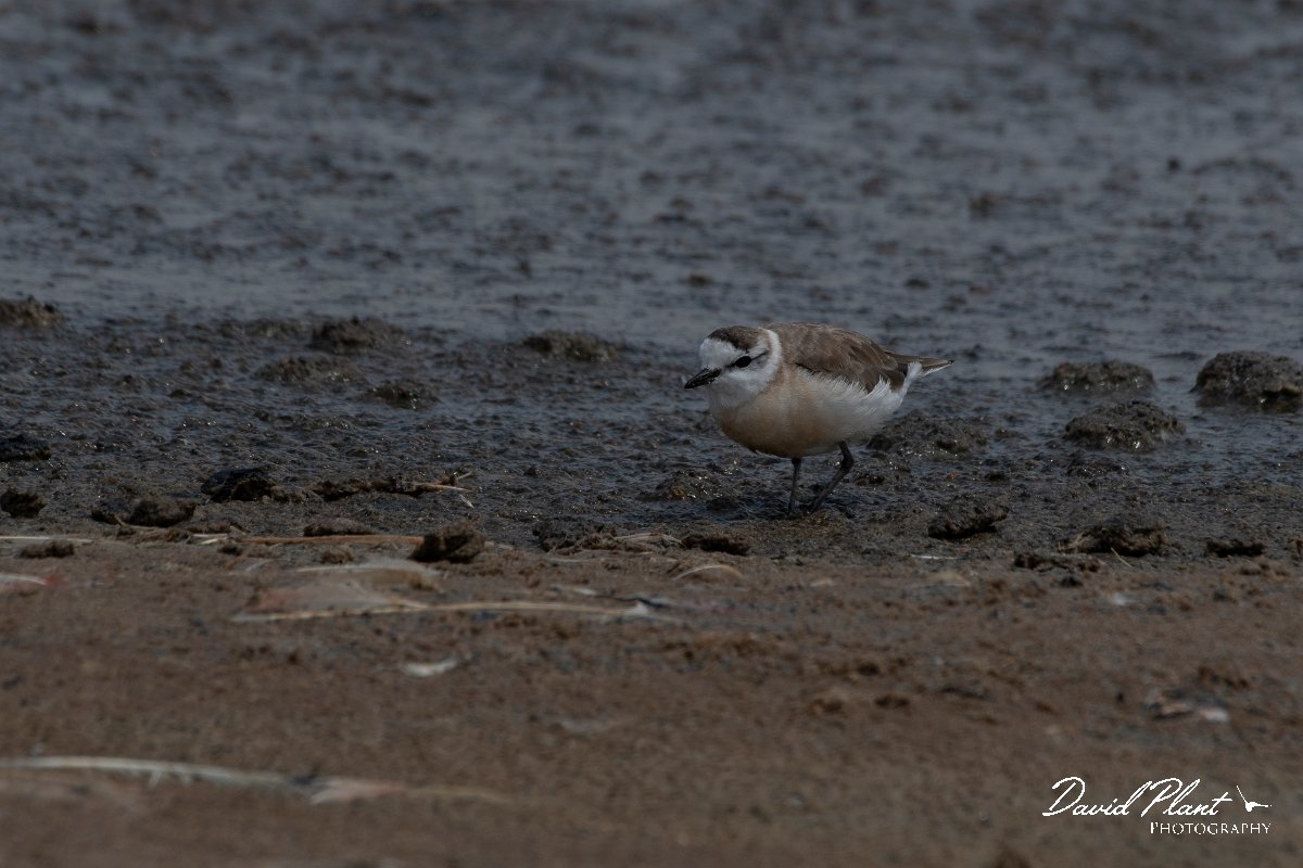 DPPhotography - Namibia - White-fronted plover - K.jpg - White-fronted plover - Walvis Bay