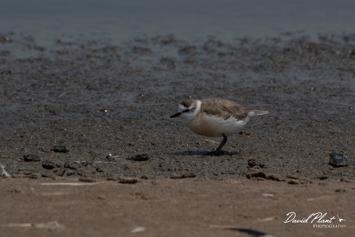 DPPhotography - Namibia - White-fronted plover - L.jpg - White-fronted plover - Walvis Bay