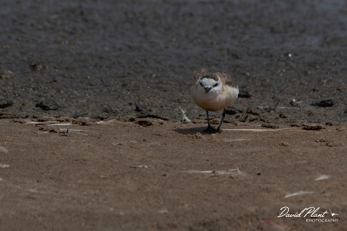 DPPhotography - Namibia - White-fronted plover - M.jpg - White-fronted plover - Walvis Bay