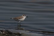 DPPhotography - Namibia - White-fronted plover - A