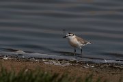 DPPhotography - Namibia - White-fronted plover - B