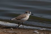 DPPhotography - Namibia - White-fronted plover - D