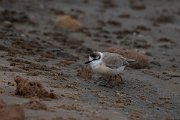DPPhotography - Namibia - White-fronted plover - E