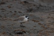 DPPhotography - Namibia - White-fronted plover - F