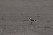 DPPhotography - Namibia - White-fronted plover - I