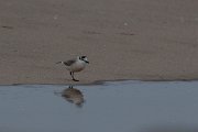 DPPhotography - Namibia - White-fronted plover - J