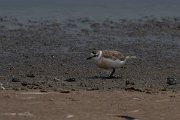 DPPhotography - Namibia - White-fronted plover - L