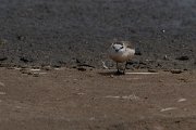 DPPhotography - Namibia - White-fronted plover - M