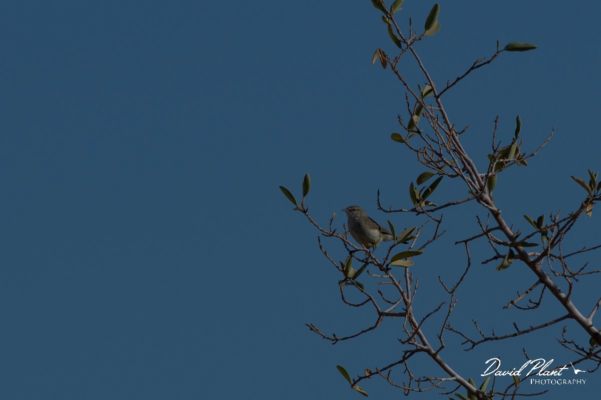 DPPhotography - Namibia - Yellow-bellied eremomela - B.jpg - Yellow-belliedf eremomela - Namib-Naukluft National Park