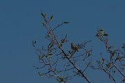 DPPhotography - Namibia - Yellow-bellied eremomela - A