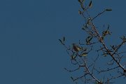 DPPhotography - Namibia - Yellow-bellied eremomela - B