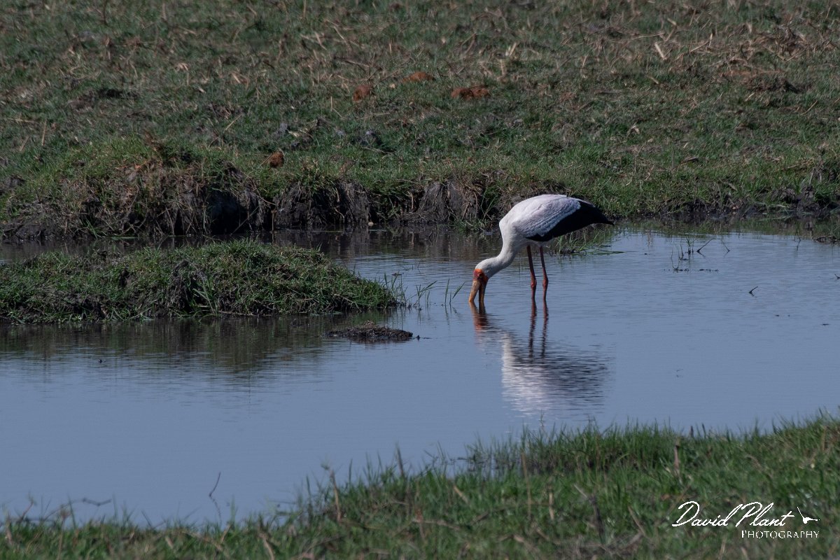 DPPhotography - Namibia - Yellow-billed stork - A.jpg - Yellow-billed stork - Buffalo Core Area