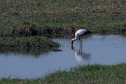DPPhotography - Namibia - Yellow-billed stork - A