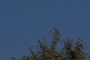 Acacia pied barbet