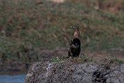 African darter