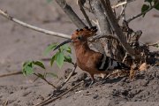African hoopoe