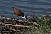 African jacana