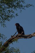 Bateleur