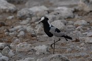 Blacksmith lapwing