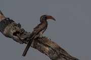 Bradfield's hornbill