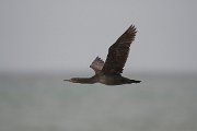Cape cormorant
