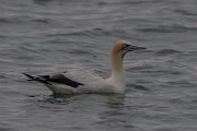 Cape gannet