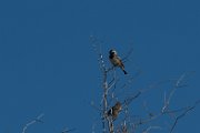 Cape sparrow
