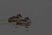 Cape teal