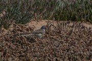 Cape wagtail