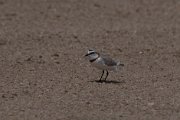 Chestnut-banded plover