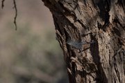 Chestnut-vented tit-babbler