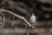 Common fiscal
