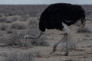 Common ostrich