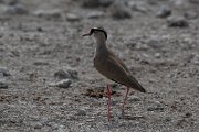 Crowned lapwing