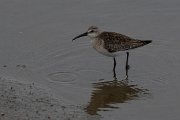 Curlew sandpiper