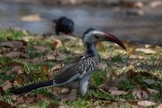 Damara hornbill