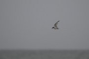 Damara tern