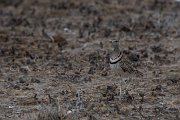 Double-banded courser