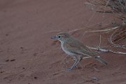 Dune lark