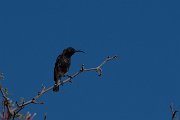 Dusky sunbird