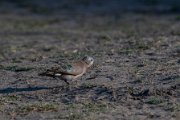 Emerald-spotted wood-dove