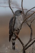 Gabar goshawk
