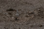 Gray's lark