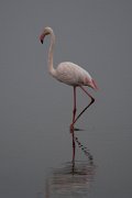Greater flamingo