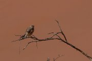 Greater kestrel