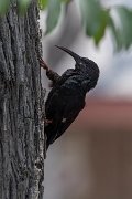 Green woodhoopoe