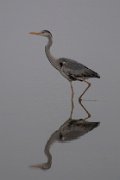 Grey heron