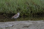 Grey plover
