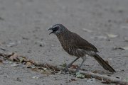 Hartlaub's babbler